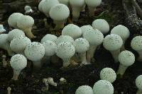 Lycoperdon pyriforme image