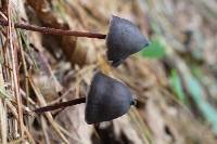 Psilocybe neoxalapensis image