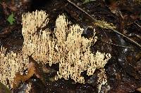 Ramaria stricta image