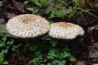 Macrolepiota colombiana image