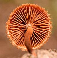 Phaeomarasmius erinaceus image