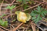 Hygrocybe psittacina var. psittacina image