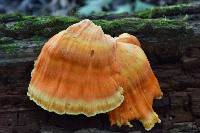 Laetiporus sulphureus image