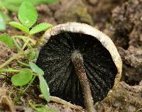 Panaeolus cyanescens image