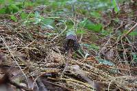 Psilocybe neoxalapensis image