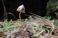 Psilocybe neoxalapensis image
