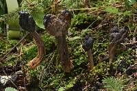 Helvella lacunosa image