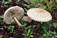 Macrolepiota colombiana image