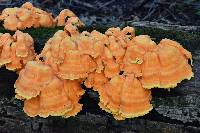 Laetiporus sulphureus image