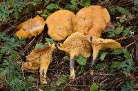 Cantharellus roseocanus image