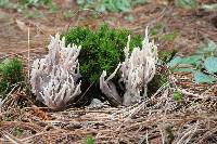 Clavulina coralloides image