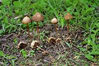 Psilocybe mexicana image