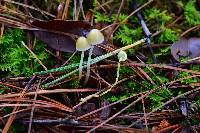 Mycena epipterygia image