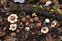 Geastrum saccatum image