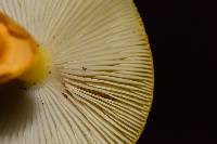 Amanita flavoconia image