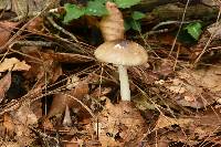 Amanita arocheae image