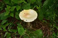 Amanita basii image