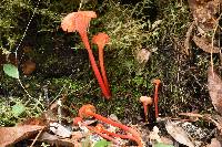 Hygrocybe cantharellus image