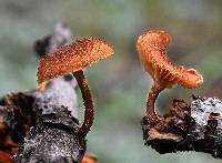 Phaeomarasmius erinaceus image