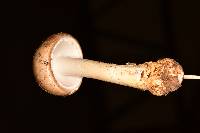 Amanita arocheae image