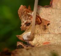 Mycena stylobates image