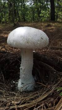 Amanita polypyramis image