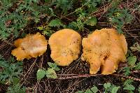 Cantharellus roseocanus image