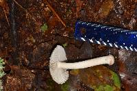 Amanita farinosa image