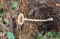 Amanita fulva image