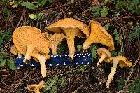 Cantharellus roseocanus image