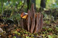 Alloclavaria purpurea image