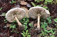 Macrolepiota colombiana image