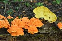 Laetiporus sulphureus image