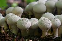 Lycoperdon pyriforme image