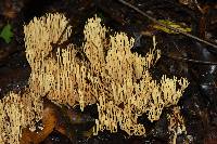 Ramaria stricta image