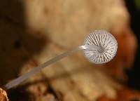 Mycena stylobates image