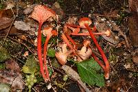 Hygrocybe cantharellus image