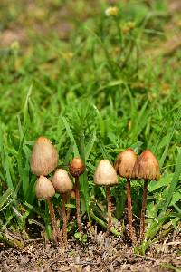 Psilocybe mexicana image