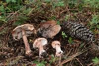 Amanita rubescens image