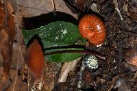 Marasmius plicatulus image