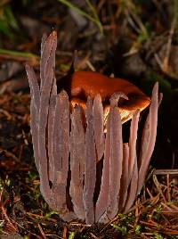 Alloclavaria purpurea image