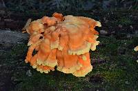 Laetiporus sulphureus image