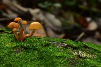 Gymnopilus picreus image