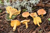 Cantharellus roseocanus image