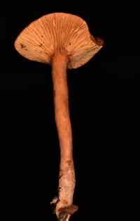 Lactarius camphoratus image