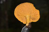 Cantharellus roseocanus image