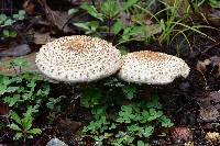 Macrolepiota colombiana image