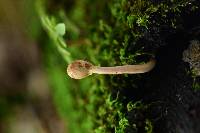 Ophiocordyceps gracilioides image