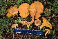 Cantharellus roseocanus image