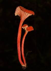 Hygrocybe cantharellus image